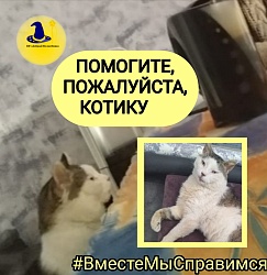 ПОМОГИТЕ, ПОЖАЛУЙСТА мудрому, доброму, ласковому, благодарному КОТИКУ