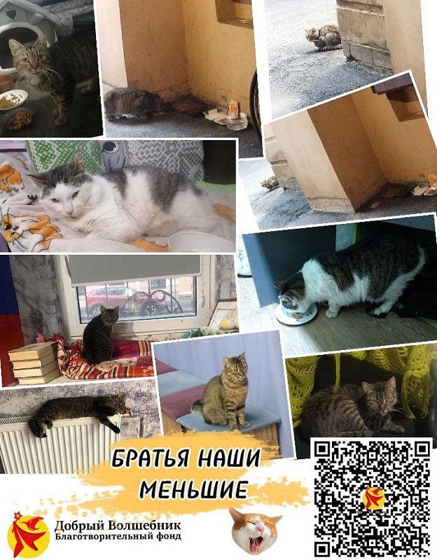 "Добрый Волшебник" помогает братьям нашим меньшим